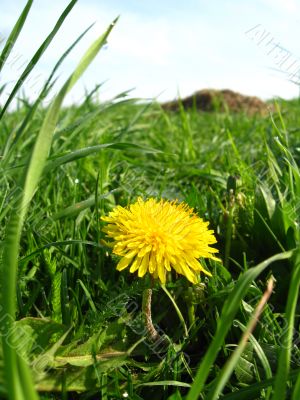 Unique yellow flower of dandelion