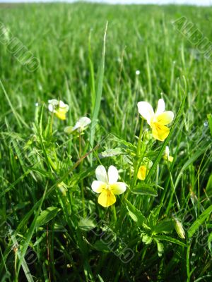 The flowers of wild pansies