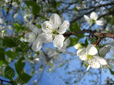 Blossoming tree of plum