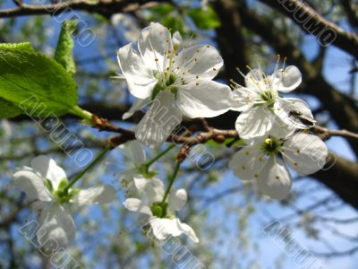 Blossoming tree of plum