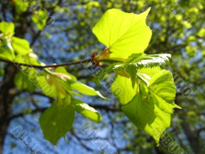 Young leaves of Linden