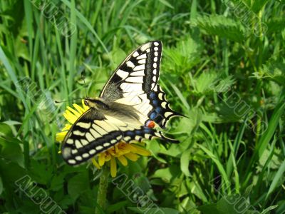 The beautiful butterfly of Papilio machaon