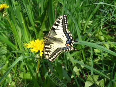 The beautiful butterfly of Papilio machaon