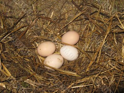 Nest of the hen with eggs