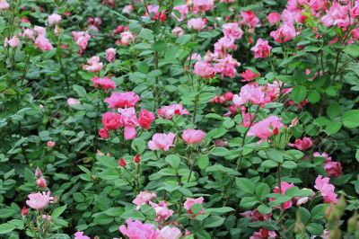 Pink roses bush blooming in the garden
