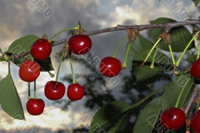 Red cherries on the branch of tree