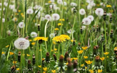 dandelions