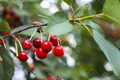 Red cherries on the branch of tree