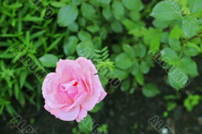 Pink rose blooming in the summer garden