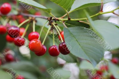 Red cherries on the branch of tree