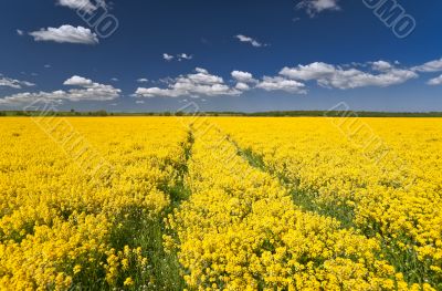 Yellow rape field way