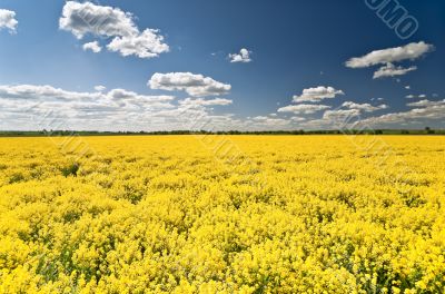 Rape field