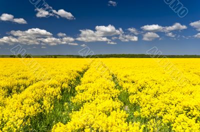 Rape field way