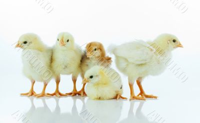 Five small baby chickens