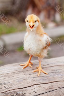 Small baby chicken outdoors