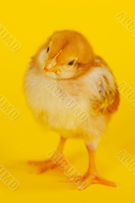 Small baby chicken