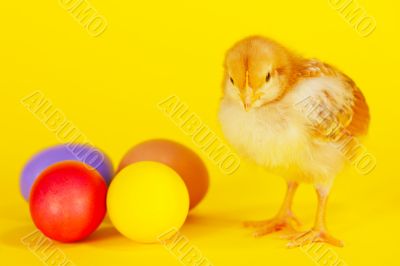 Small chicken staying with colorful Easter eggs