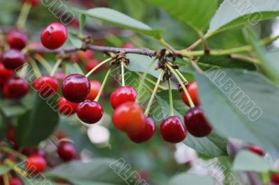 Red cherries on the branch of tree