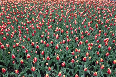  tulips flowers