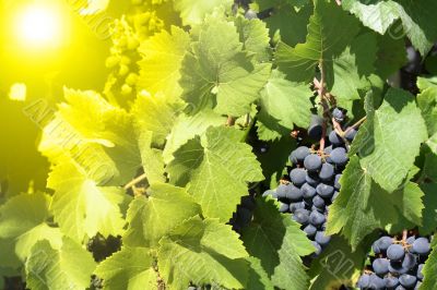 green leaves and blue grapes