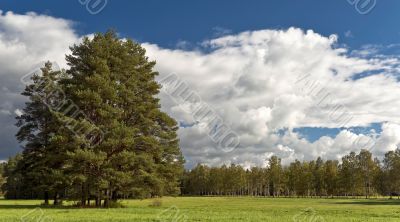 Landscape