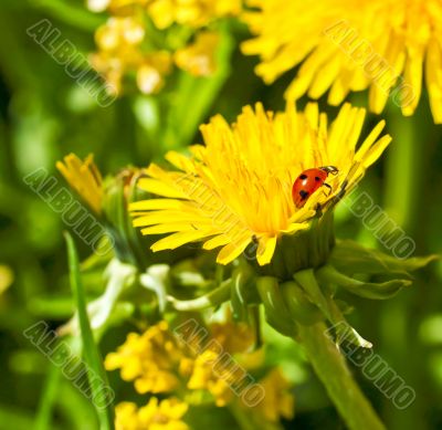 Ladybird