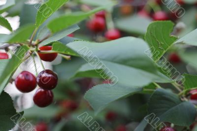Red cherries on the branch of tree