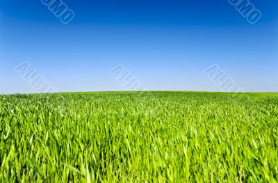 Green grass field