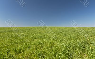 Green and blue