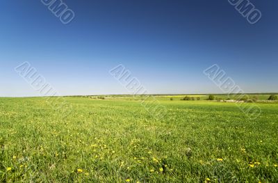 Field of grass