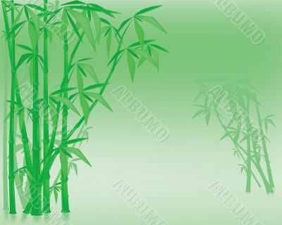 Bamboo