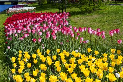 Tulips