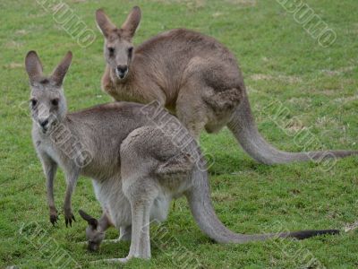 Two Australian Kangaroos with baby joey in pouch
