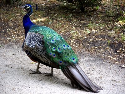 Peacock on a way