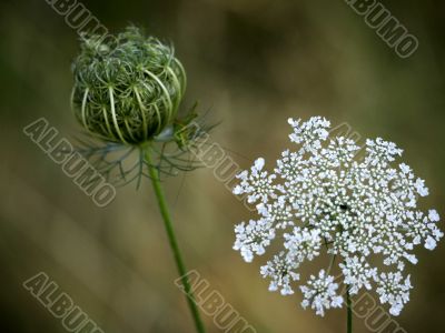 Wild Carrot