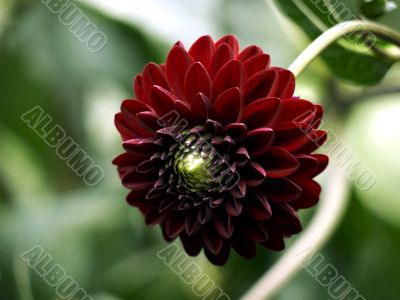 Dahlia-red
