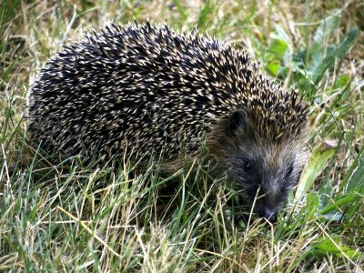 Hedgehog in the grass