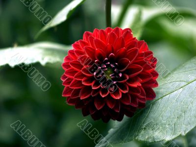 Dahlia
