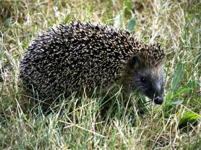 Hedgehog in the Park
