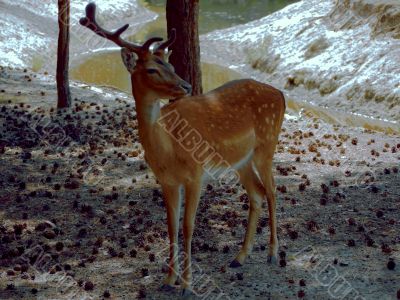 Deer with a broken antler