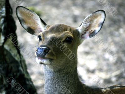 Hind