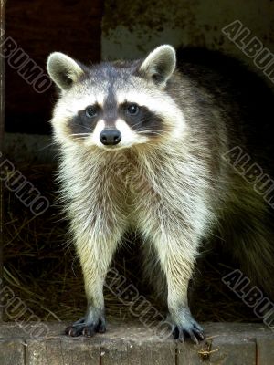 Raccoon in wooden house