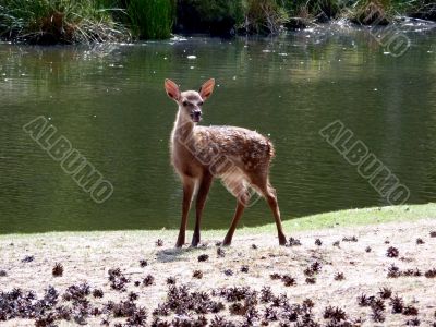 Young Fallow On A River