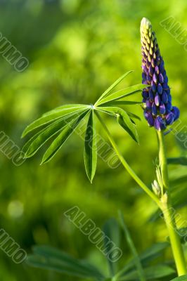 Lupine