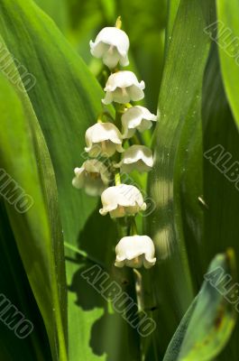 Lily-of-the-valley