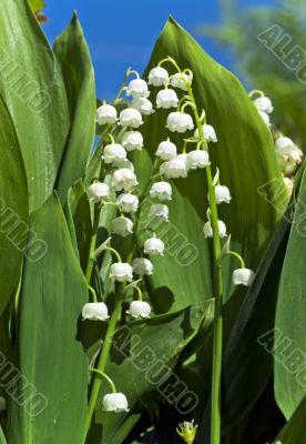 Lily-of-the-valley in the garden