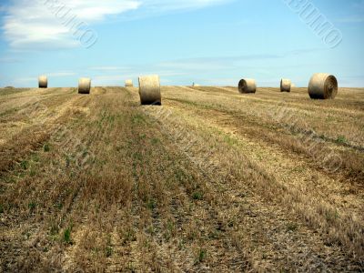 Straw bales in a field