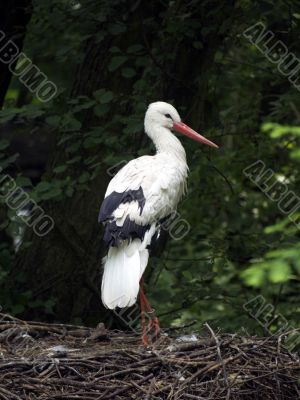 Stork standing on its nest