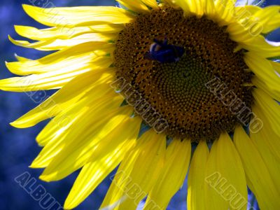 Sunflower and bee