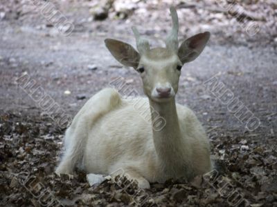 white doe-frontal